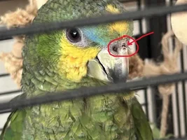 The hole between the nostrils of my Amazon