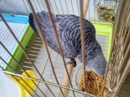 My first day with a 3 month old African Grey