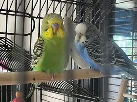 Im heartbroken, but I need advice on possibly rehoming.