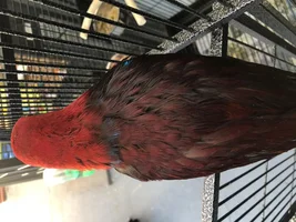 Eclectus color