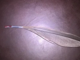 Blood feather ripped out!