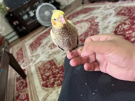 Is my 7 week old cockatiel sick?