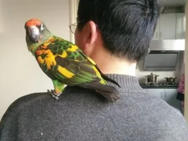 My Jardine's Parrot