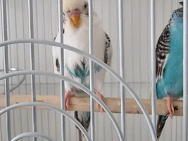 Brown staining around cere and face plezse help