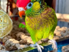 The best Bird meme!!