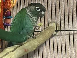 Black feathers around beak