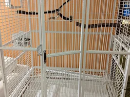 African Ringneck adoptee-to-be
