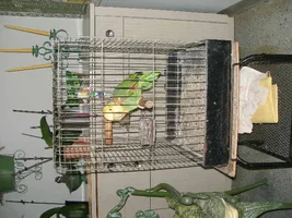 optimal cage size for an amazon?