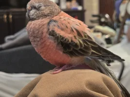 Pellets Other Than Harrison's for Picky Grey?