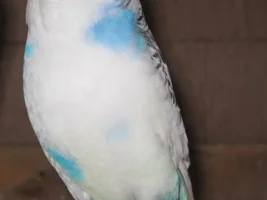 English Budgie