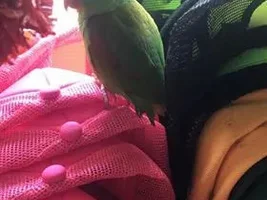 How to tame sadistic bitey parakeets?