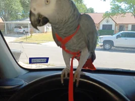 I purchased an unweaned Grey before I knew it was such an issue