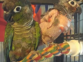 Who is/was your 'once in a lifetime' bird?