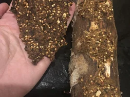 Crunchy/hard recipe needed.