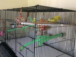 Cage Set-up for Elderly/Arthritic Budgie