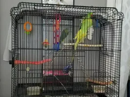 Help! Parrot advice