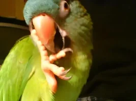 Nervous Blue Crown Conure