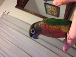 New member saying hello