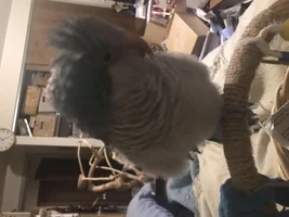 Willow’s thread