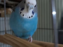 How Old Are My Birds?