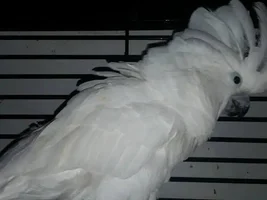 Wanted: Lrg metal white or wood cage for rescue - near Chicago
