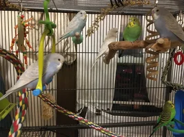 So I got her a nestbox....