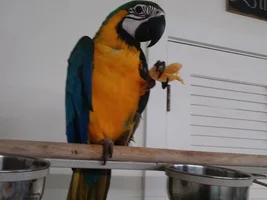 First macaw