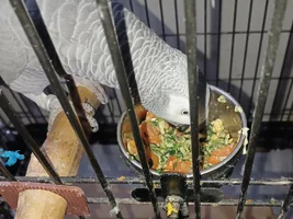 Chia seeds to chop