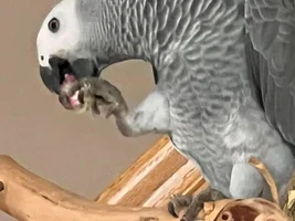 Sweet young Congo African Grey