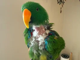 Molting season is upon us...