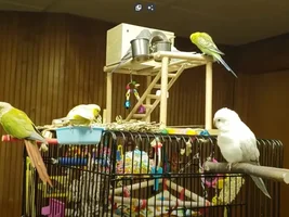 GCC Cage Query