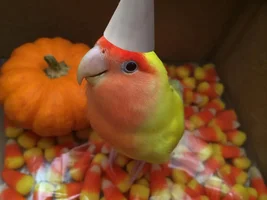 October POTM Contest