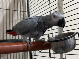 Kevin the Parrot