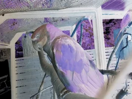 Parrots in opposite colors