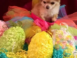 Easter Puppies !!!