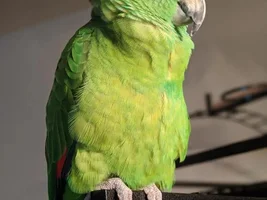 Help please!!  Amazon took flight outside