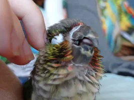 Zenek and other our parrots