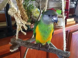 7month old Senegal w a Flaky beak