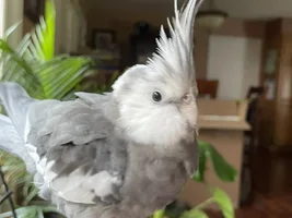 Cockatiel Personalities :: got any stories?!