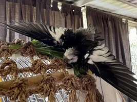 A sweet little birdie called Lovejoy 💖