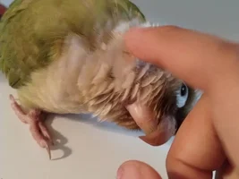 Lets See Everyone's Birdies.