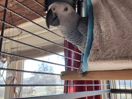 Large Parrot Photo Thread