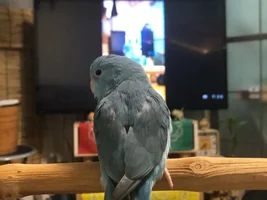 Hello from Japan
