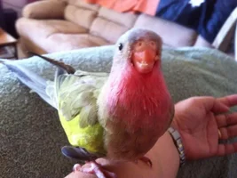 Close and personal with Kermit the princess