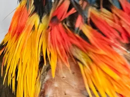 Hoopoo (the Lorikeet) needs help , he Is Losing Feathers – Please Help!