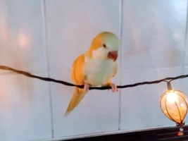 December 2020 POTM Contest