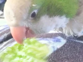 Small bird photo thread!