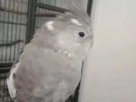 Cockatiel mutation?