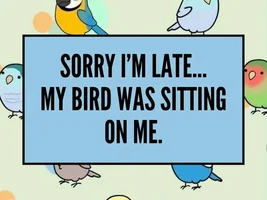 The best Bird meme!!