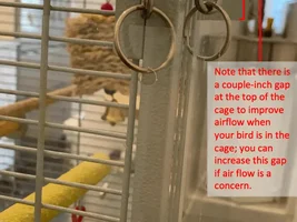 Plexiglass walls for your birdcage = game changer! (if you want/need to minimize the mess)